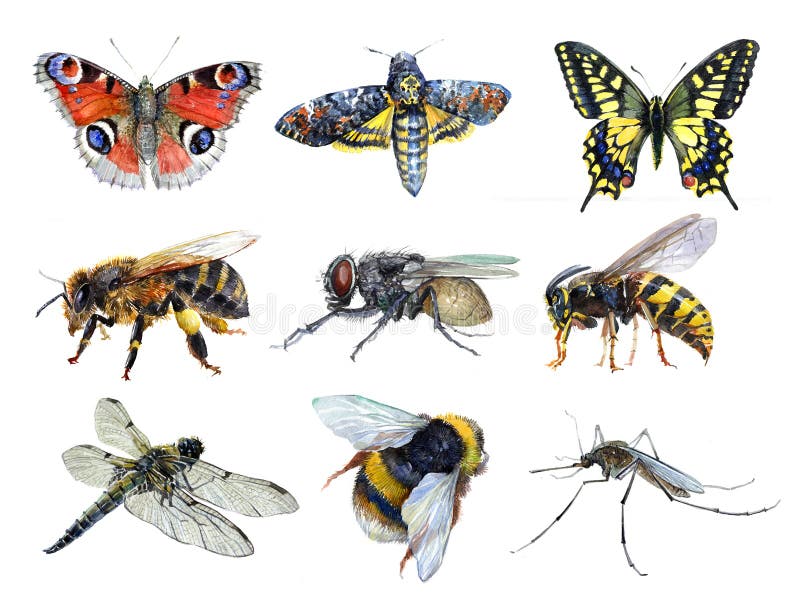 Sistema de la acuarela de los animales avispa, polilla, mosquito, Machaon, mosca, libélula, abejorro, abeja, mariposa del insecto