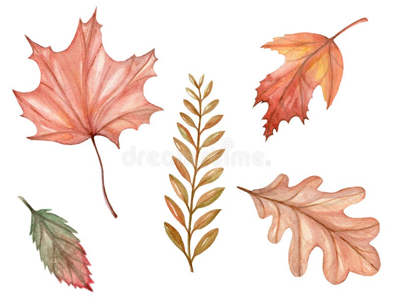 Sistema de la acuarela del ejemplo de hojas de otoño libre illustration Sistema de la acuarela del ejemplo de hojas de otoño libre illustration