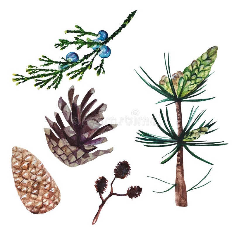 Sistema de la acuarela de plantas de la conífera foto de archivo libre de regalías Sistema de la acuarela de plantas de la conífera foto de archivo libre de regalías
