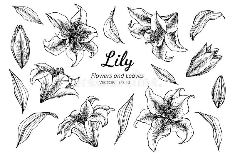 Sistema De La Colección De Flor Y De Hojas Del Lirio Que Dibujan El Ejemplo Ilustración del Vector - Ilustración de tatuaje, lirio: 142042834 Sistema De La Colección De Flor Y De Hojas Del Lirio Que Dibujan El Ejemplo Ilustración del Vector - Ilustración de tatuaje, lirio: 142042834