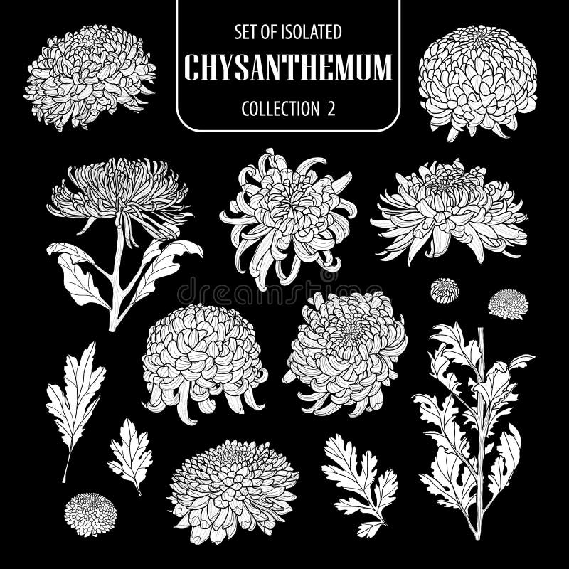 Sistema de la colección blanca aislada 2 del crisantemo de la silueta Ejemplo dibujado mano linda del vector de la flor en el avi libre illustration Sistema de la colección blanca aislada 2 del crisantemo de la silueta Ejemplo dibujado mano linda del vector de la flor en el avi libre illustration