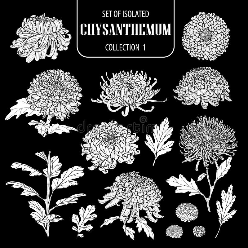 Sistema de la colección blanca aislada 1 del crisantemo de la silueta Ejemplo dibujado mano linda del vector de la flor en el avi stock de ilustración Sistema de la colección blanca aislada 1 del crisantemo de la silueta Ejemplo dibujado mano linda del vector de la flor en el avi stock de ilustración