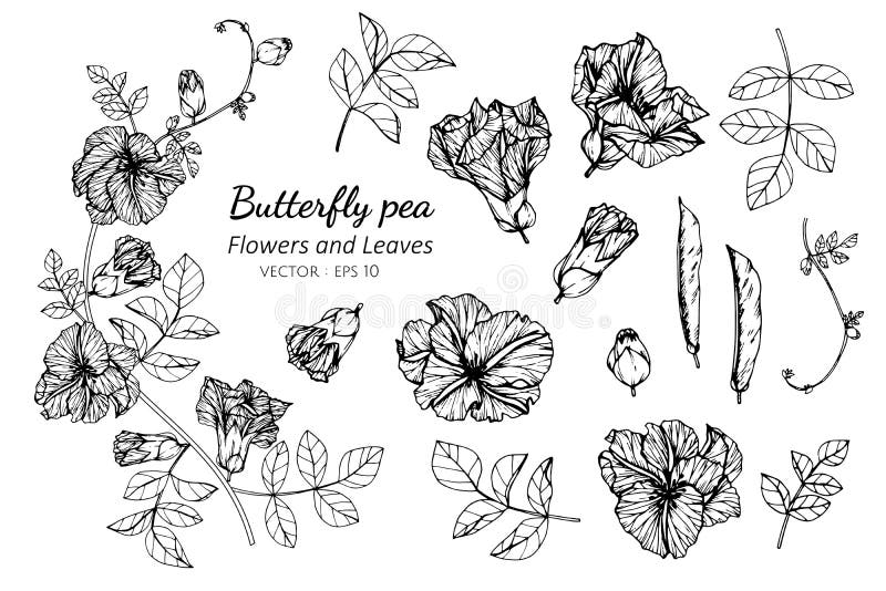 Sistema de la colección de flor y de hojas del guisante de mariposa que dibujan el ejemplo libre illustration Sistema de la colección de flor y de hojas del guisante de mariposa que dibujan el ejemplo libre illustration
