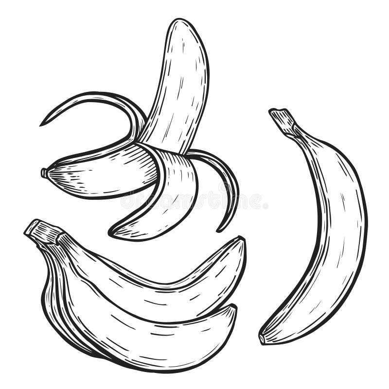 Sistema de la fruta del plátano ilustración del vector Sistema de la fruta del plátano ilustración del vector