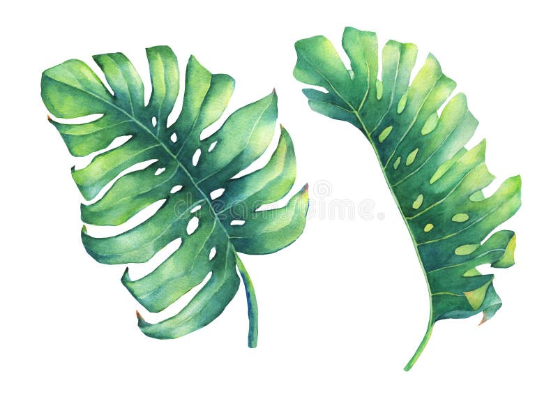 Sistema de la hoja verde tropical grande de la planta de Monstera libre illustration Sistema de la hoja verde tropical grande de la planta de Monstera libre illustration