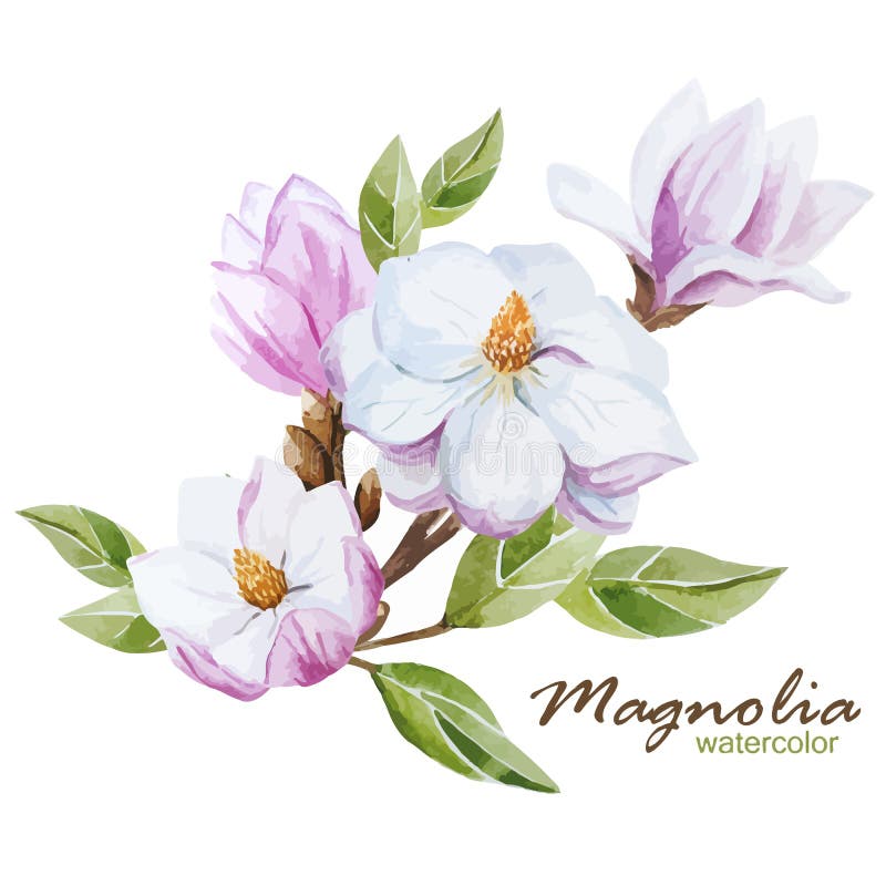 Jazmín Común, La Flor Nacional De Afganistán Ilustración del Vector - Ilustración de vector, resorte: 72001773 Jazmín Común, La Flor Nacional De Afganistán Ilustración del Vector - Ilustración de vector, resorte: 72001773