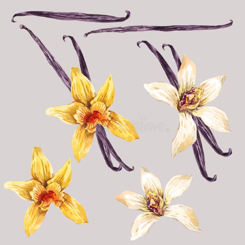 Sistema de la orquídea blanca y amarilla de la acuarela stock de ilustración Sistema de la orquídea blanca y amarilla de la acuarela stock de ilustración