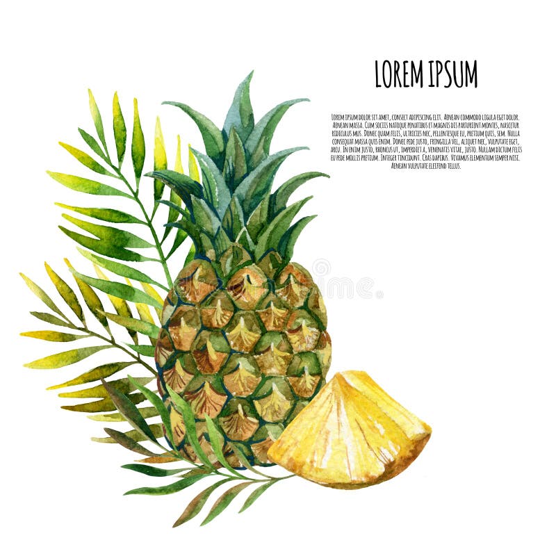 Sistema de la piña de la acuarela libre illustration Sistema de la piña de la acuarela libre illustration