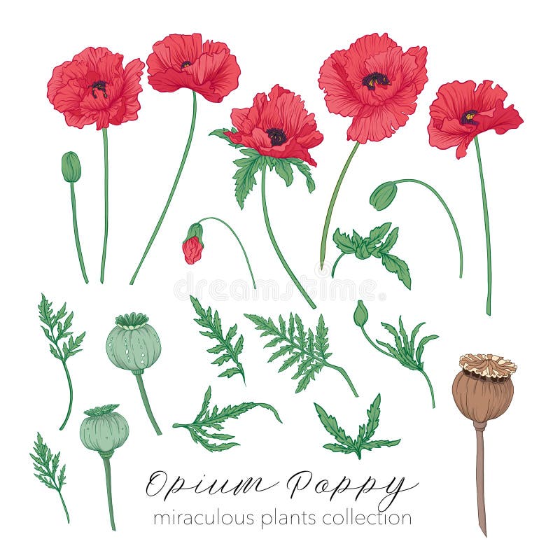 Sistema de la planta de la amapola de opio Ejemplo común coloreado del vector ilustración del vector Sistema de la planta de la amapola de opio Ejemplo común coloreado del vector ilustración del vector