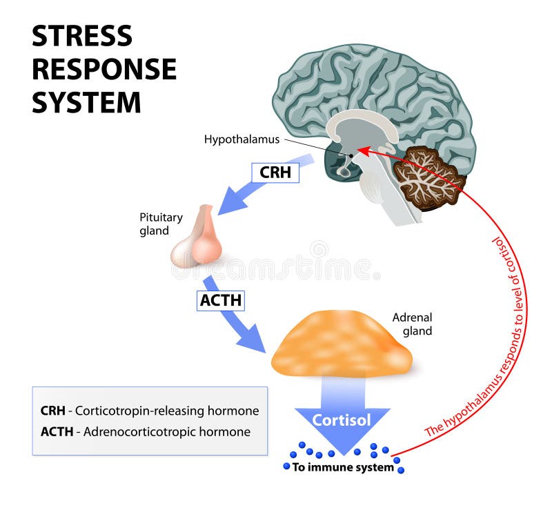 Stress response system. Stress is a main cause of high levels of cortisol secretion. Cortisol is a hormone produced by the adrenal cortex. Stress response system. Stress is a main cause of high levels of cortisol secretion. Cortisol is a hormone produced by the adrenal cortex.