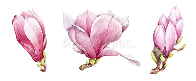 Sistema de las flores de la magnolia del rosa de la acuarela Flores exhaustos de la primavera de la mano Aislado en el fondo blan ilustración del vector Sistema de las flores de la magnolia del rosa de la acuarela Flores exhaustos de la primavera de la mano Aislado en el fondo blan ilustración del vector