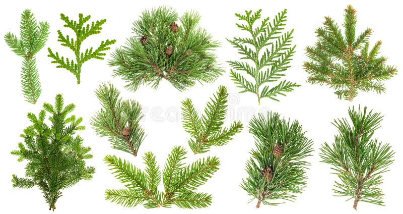 Sistema de ramas de árbol conífero Cono de abeto del thuja del pino Spruce fotos de archivo libres de regalías Sistema de ramas de árbol conífero Cono de abeto del thuja del pino Spruce fotos de archivo libres de regalías