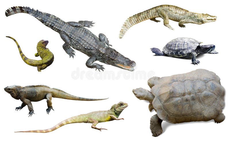 Sistema de varios reptilian