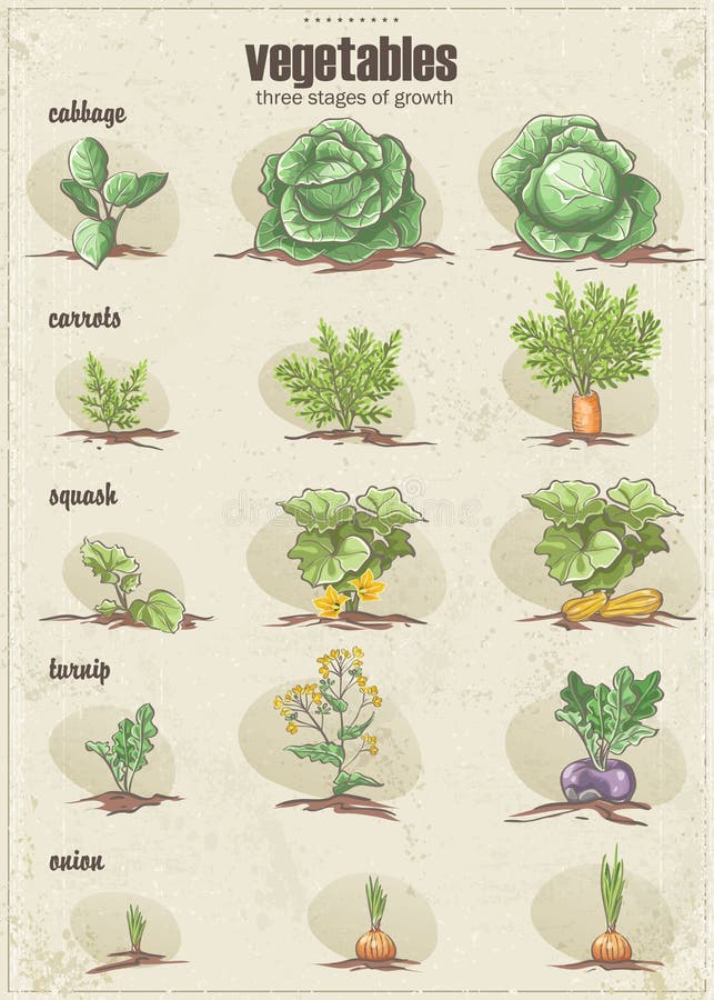 Sistema de verduras con tres etapas de su crecimiento Set1 libre illustration Sistema de verduras con tres etapas de su crecimiento Set1 libre illustration