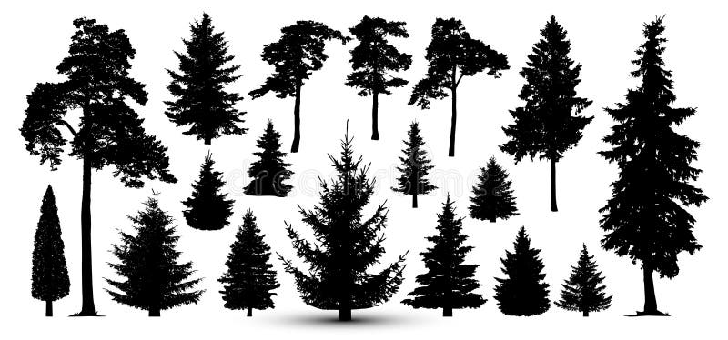 Sistema del bosque de los árboles, vector Silueta del pino, picea