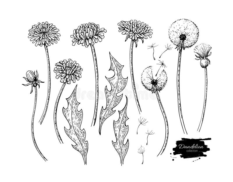 Sistema del dibujo del vector de la flor del diente de león Semillas aisladas de la planta silvestre y del vuelo herbario