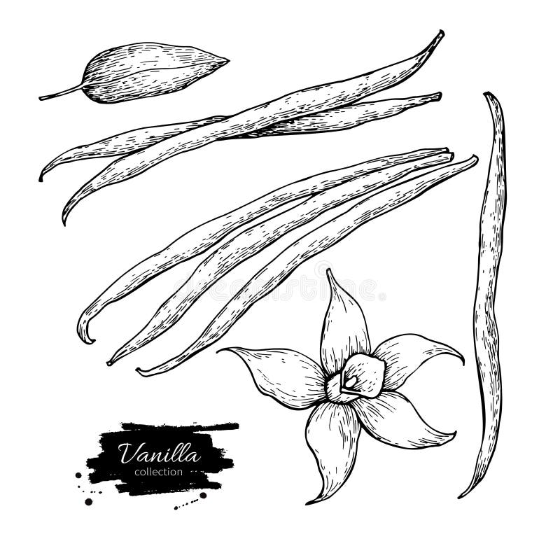 Sistema del dibujo del vector del palillo de la flor y de la haba de la vainilla Dé el ejemplo exhausto de la comida del bosquejo ilustración del vector