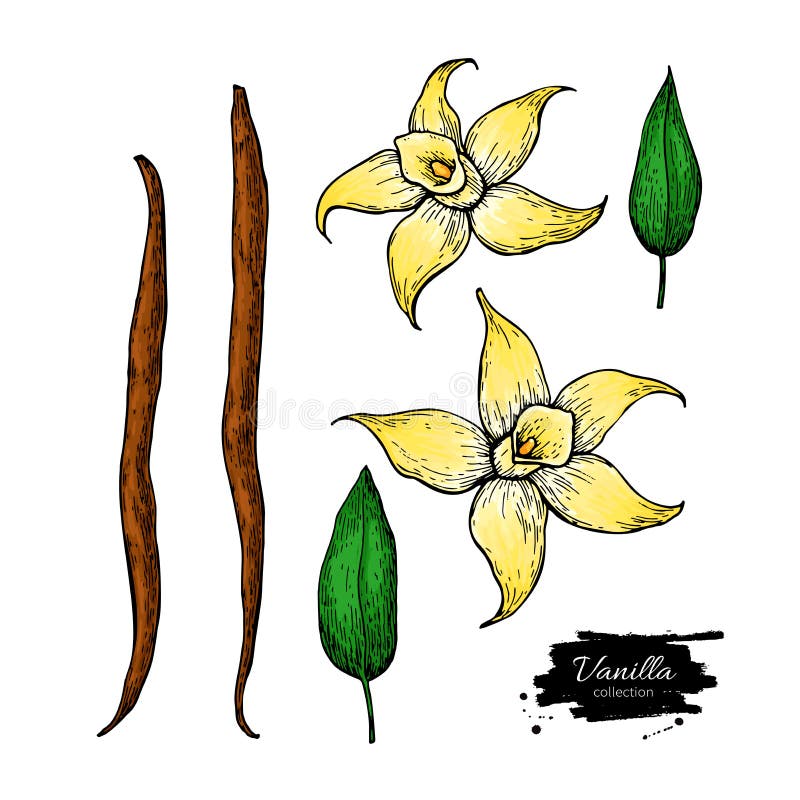 Sistema del dibujo del vector del palillo de la flor y de la haba de la vainilla Ejemplo dibujado mano de la comida del bosquejo ilustración del vector