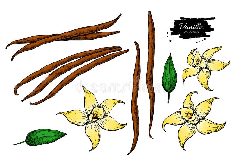 Sistema del dibujo del vector del palillo de la flor y de la haba de la vainilla Ejemplo dibujado mano de la comida del bosquejo stock de ilustración