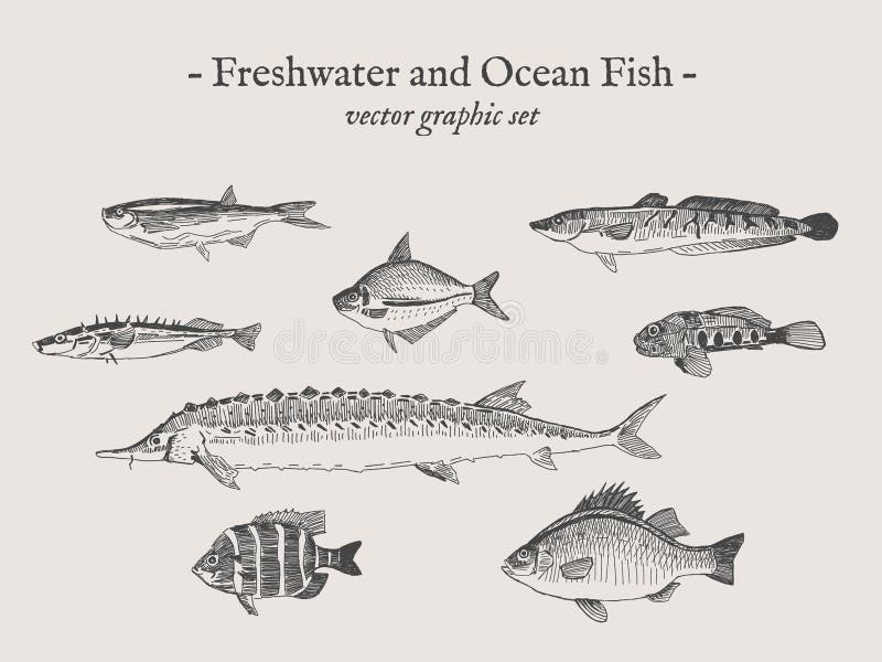 Sistema del ejemplo del vector del vintage de los pescados ilustración del vector Sistema del ejemplo del vector del vintage de los pescados ilustración del vector