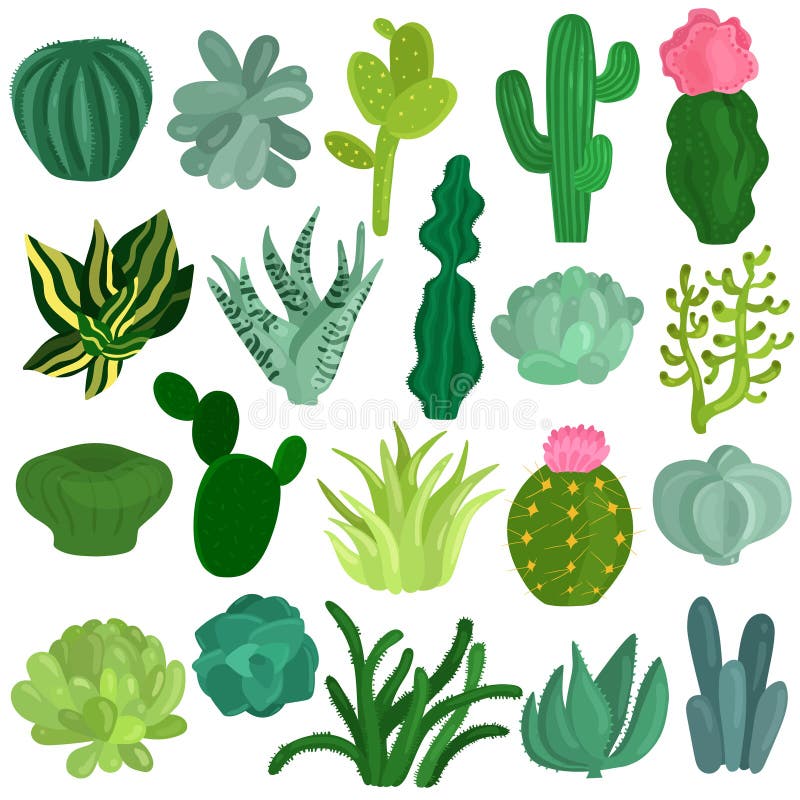 Sistema del plano de las plantas de los Succulents de los cactus ilustración del vector Sistema del plano de las plantas de los Succulents de los cactus ilustración del vector