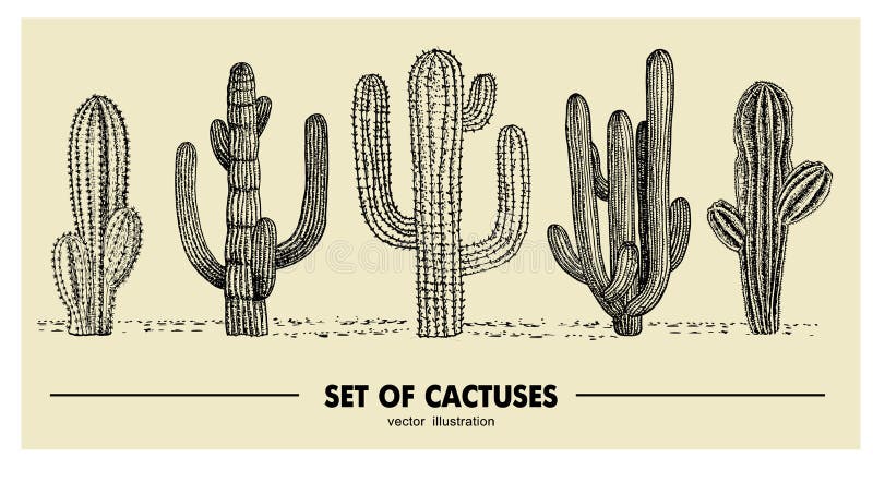 Sistema del vector del cactus dibujado mano Ejemplo del bosquejo Diversos cactus en estilo monocromático stock de ilustración Sistema del vector del cactus dibujado mano Ejemplo del bosquejo Diversos cactus en estilo monocromático stock de ilustración