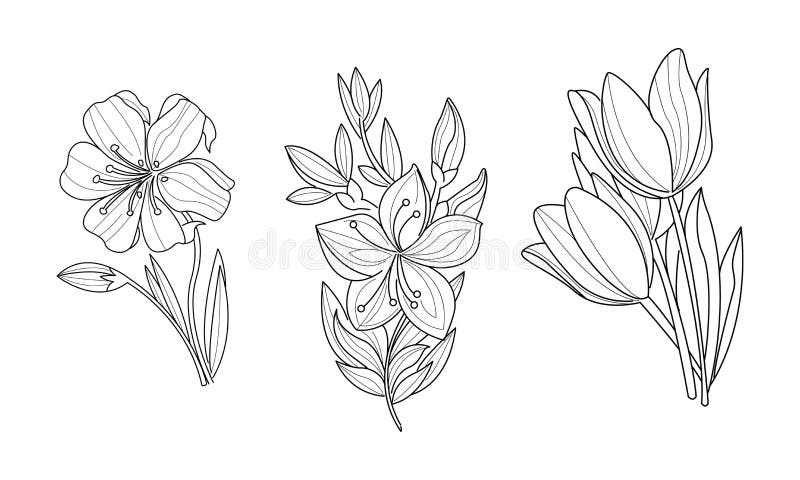 Sistema Del Vector De 3 Flores Ornamentales Incompletas O Tema Botánico Ilustraciones Drenadas Mano Ilustración del Vector - Ilustración de modelo, arte: 138431789 Sistema Del Vector De 3 Flores Ornamentales Incompletas O Tema Botánico Ilustraciones Drenadas Mano Ilustración del Vector - Ilustración de modelo, arte: 138431789