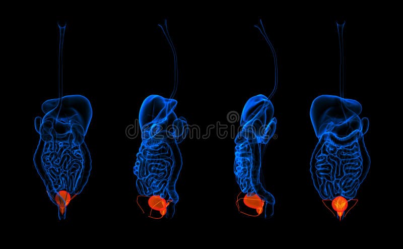 3d rendering human digestive system urethra red colored. 3d rendering human digestive system urethra red colored