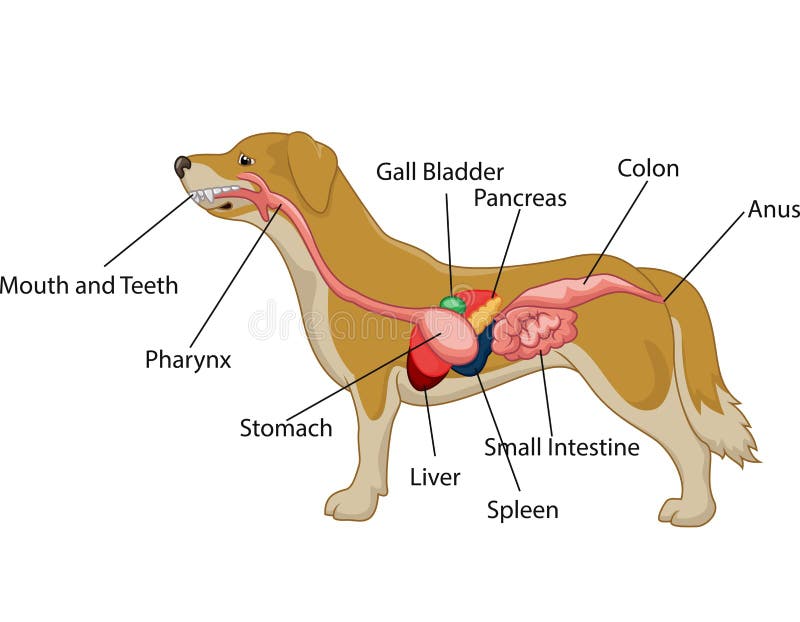 Sistema digestivo da anatomia do cão ilustração do vetor