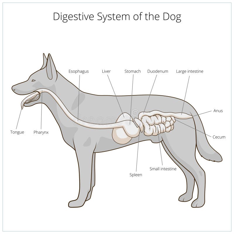 Sistema digestivo da ilustração do vetor do cão. Sistema digestivo da ilustração veterinária médica do vetor do cão