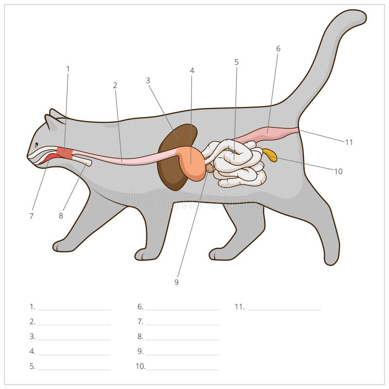 Sistema digestivo da ilustração do vetor do gato ilustração royalty free