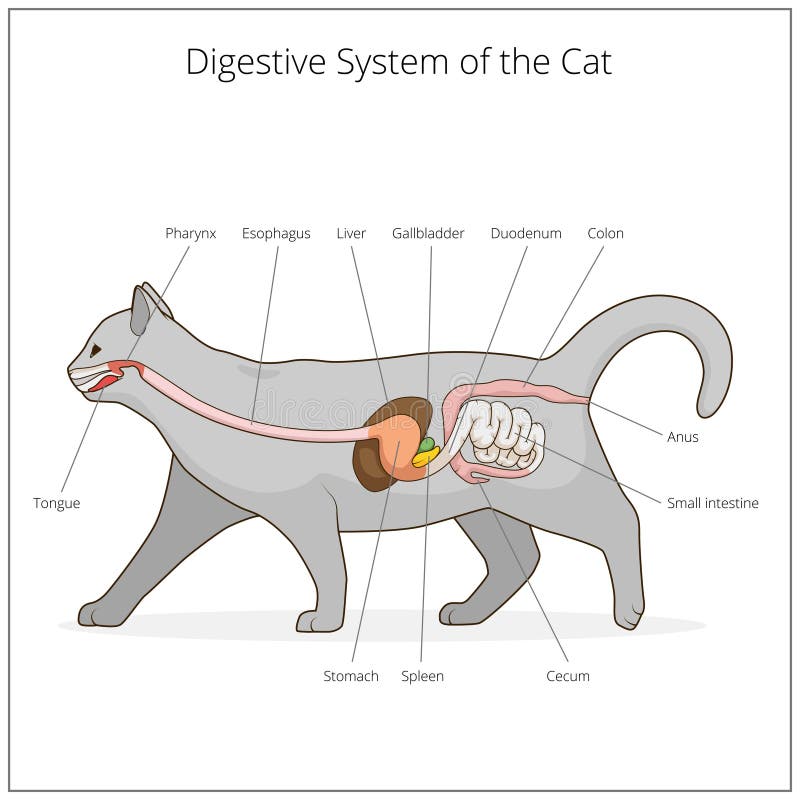 Sistema digestivo da ilustração do vetor do gato ilustração royalty free