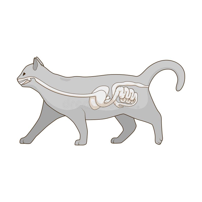 Sistema digestivo da ilustração do vetor do gato ilustração stock