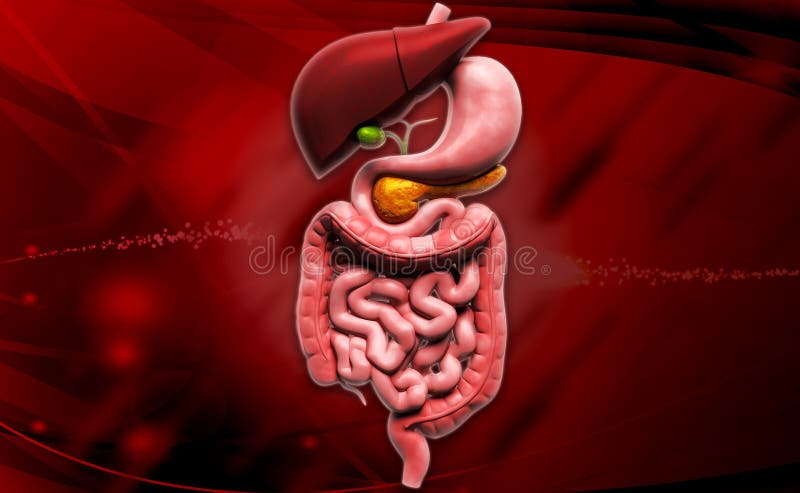Sistema digestivo humano imagem de stock Sistema digestivo humano imagem de stock