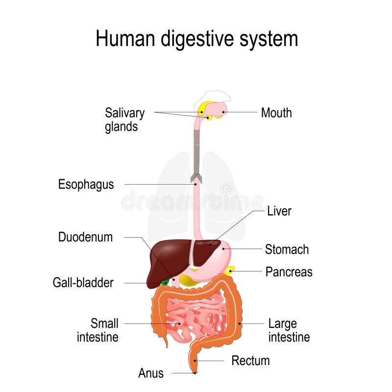 Sistema digestivo humano ilustração do vetor