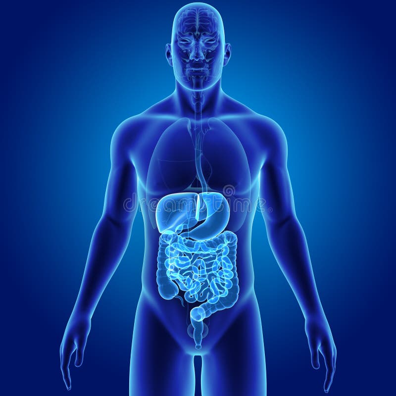 The digestive system is a group of organs working together to convert food into energy and basic nutrients to feed the entire body. Food passes through a long tube inside the body known as the alimentary canal or the gastrointestinal tract GI tract. The hollow organs that make up the GI tract are the mouth, esophagus, stomach, small intestine, large intestineâ€”which includes the rectumâ€”and anus. Food enters the mouth and passes to the anus through the hollow organs of the GI tract. The liver, pancreas, and gallbladder are the solid organs of the digestive system. The digestive system is a group of organs working together to convert food into energy and basic nutrients to feed the entire body. Food passes through a long tube inside the body known as the alimentary canal or the gastrointestinal tract GI tract. The hollow organs that make up the GI tract are the mouth, esophagus, stomach, small intestine, large intestineâ€”which includes the rectumâ€”and anus. Food enters the mouth and passes to the anus through the hollow organs of the GI tract. The liver, pancreas, and gallbladder are the solid organs of the digestive system.