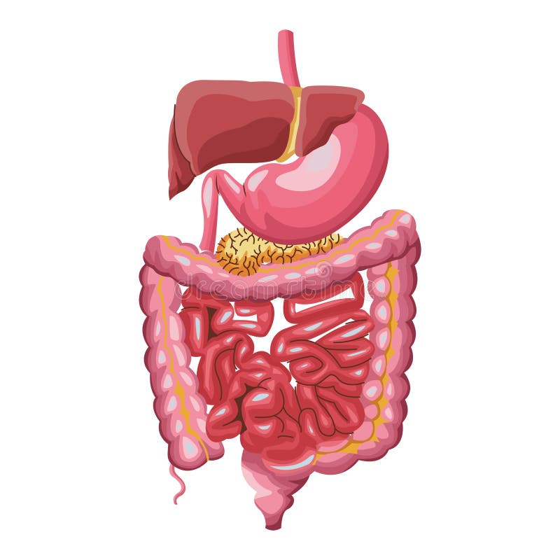 Digestivo Ilustraciones Stock, Vectores, Y Clipart – (30,589