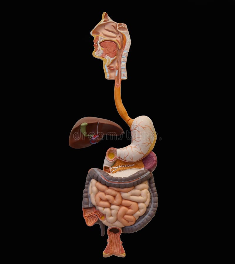 Sistema digestivo umano (estrazione)