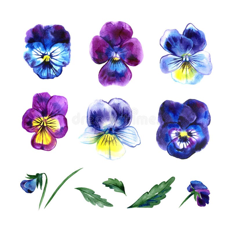 Sistema floral de la acuarela con el pensamiento Ejemplo pintado a mano con las hojas, las flores de la viola y las ramas aislada libre illustration Sistema floral de la acuarela con el pensamiento Ejemplo pintado a mano con las hojas, las flores de la viola y las ramas aislada libre illustration