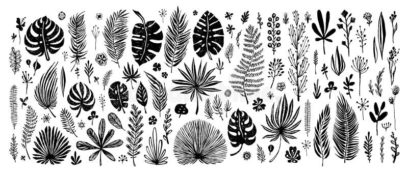 Big Set of black doodle elements. exotic tropical leaves on a white background. Vector botanical illustration. Great design elements for congratulation cards, banners. Big Set of black doodle elements. exotic tropical leaves on a white background. Vector botanical illustration. Great design elements for congratulation cards, banners