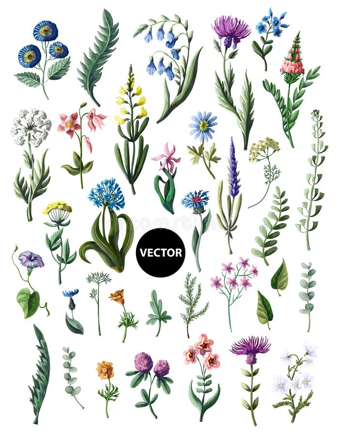 Sistema grande de flores salvajes aisladas Ilustración del vector stock de ilustración
