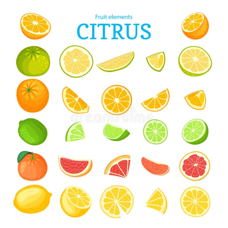 Sistema grande del vector de frutas tropicales maduras Naranjas, pomelo, pomelo, cal, limón y hoja rojos Colección de delicioso stock de ilustración Sistema grande del vector de frutas tropicales maduras Naranjas, pomelo, pomelo, cal, limón y hoja rojos Colección de delicioso stock de ilustración