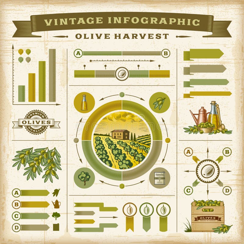 Sistema infographic de la cosecha verde oliva del vintage libre illustration Sistema infographic de la cosecha verde oliva del vintage libre illustration