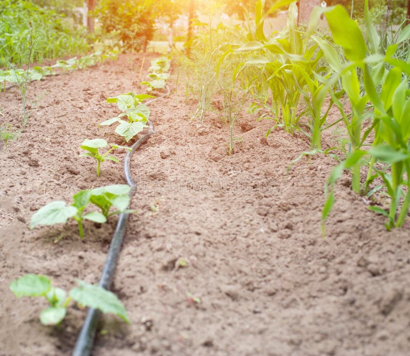Sistema moderno nell'irrigazione a goccia di agronomia per conservare acqua e freschezza e nutrizione delle piante nel giardino