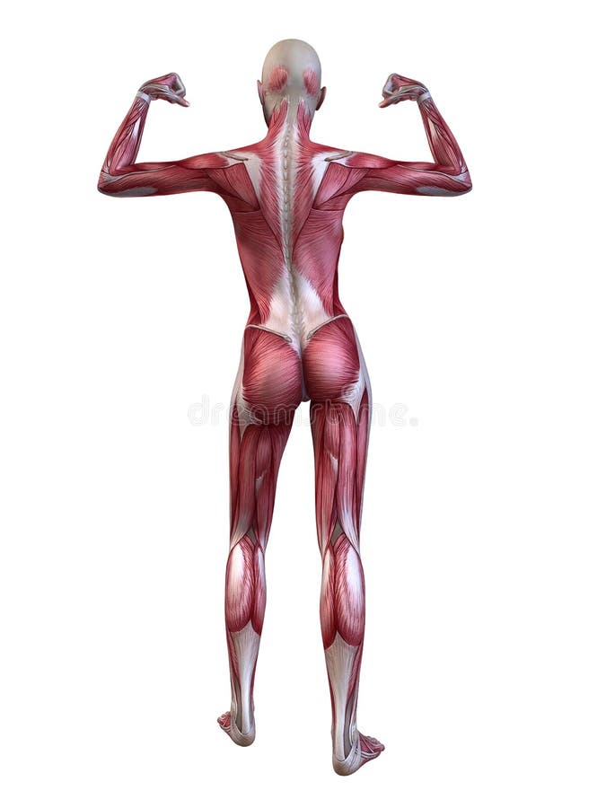 Sistema muscolare femminile