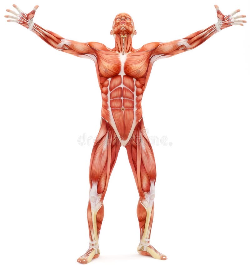 Sistema musculoesquelético masculino que mira hacia arriba