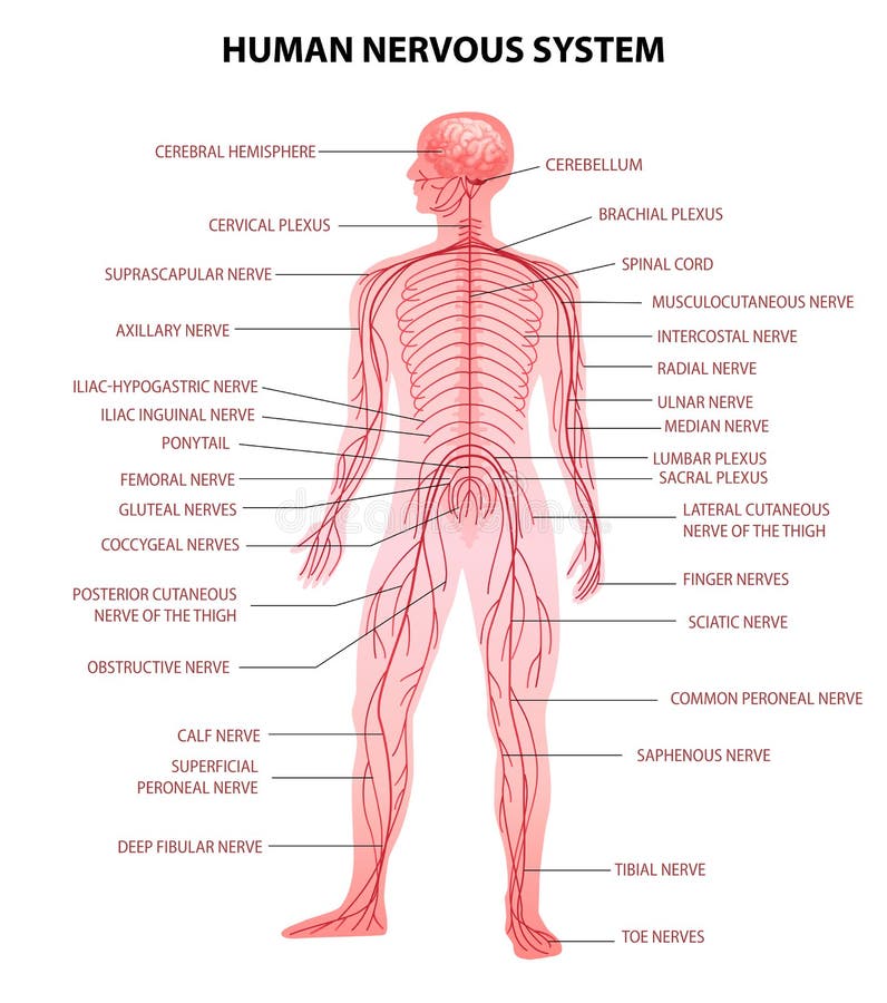 Sistema nervioso del cuerpo humano