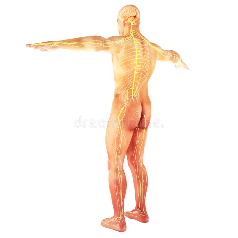 Sistema nervioso humano masculino