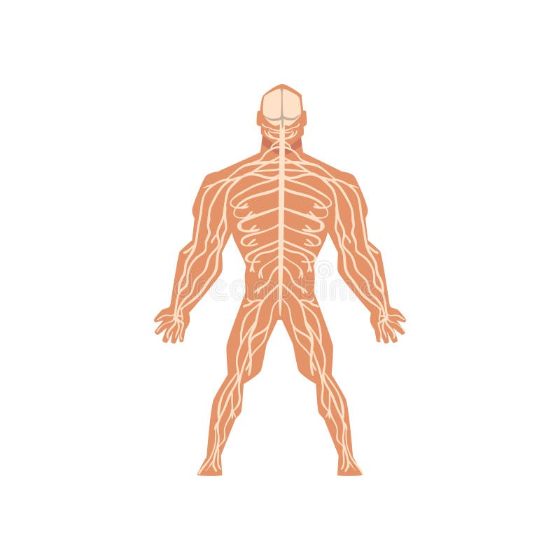 Sistema nervoso biológico humano, anatomia da ilustração do vetor do corpo humano em um fundo branco ilustração royalty free Sistema nervoso biológico humano, anatomia da ilustração do vetor do corpo humano em um fundo branco ilustração royalty free