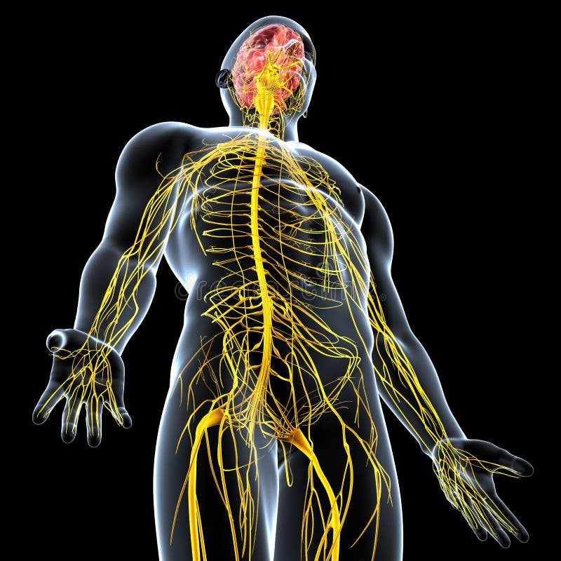 Human anatomy illustration of the nervous system of male. Human anatomy illustration of the nervous system of male